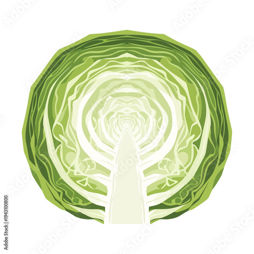 A vibrant green cabbage cross-section revealing its intricate layered internal structure and pale white core, depicted against a clean white background.