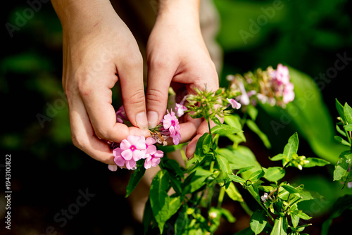 Εκτύπωση καμβά A gardener reaches in with both hands to pick flowers with pink blossoms from a lush summer flowerbed