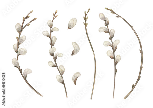 Willow branches with fluffy white buds clip art watercolor illustration on isolated background. Twigs with blooming catkins set. Botanical elements for Easter Orthodox greeting cards, invitations.