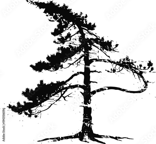 Black silhouette of a pine tree with spread branches on a white background