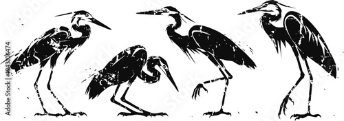 silhouettes of four herons in different standing and walking poses, black and white bird illustration