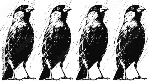 four black and white sparrows standing in a row with detailed feather texture