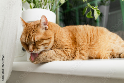 Vászonkép Ginger tabby cat grooming itself meticulously on a white windowsill with plants