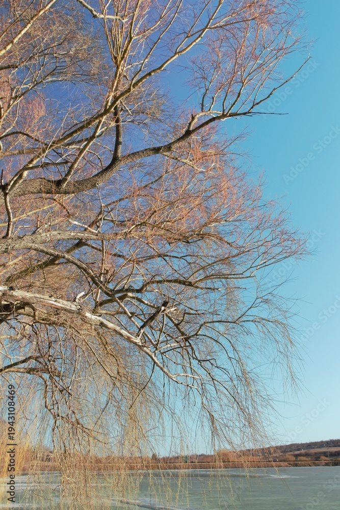 Obraz premium A tree with many branches