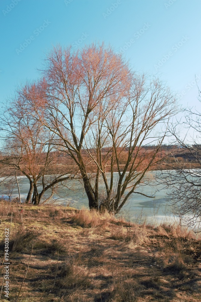 Fototapeta premium A tree with red leaves
