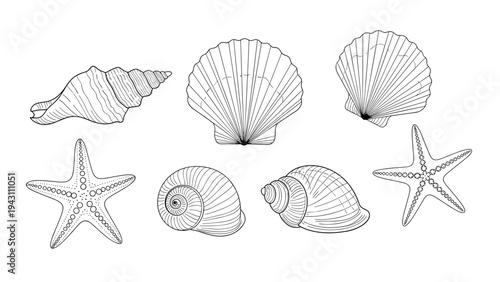 Set of black and white line drawings showing different sea shells and a starfish in a classical engraved style for ocean themes.
