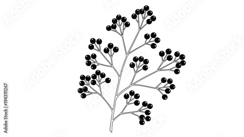 Fine line drawing of a tree branch with dense clusters of small round berries and leaves on a plain white background.