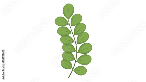 Green leafy branch illustration showing a single stem with multiple rounded leaves in a simple flat design style on a white background.