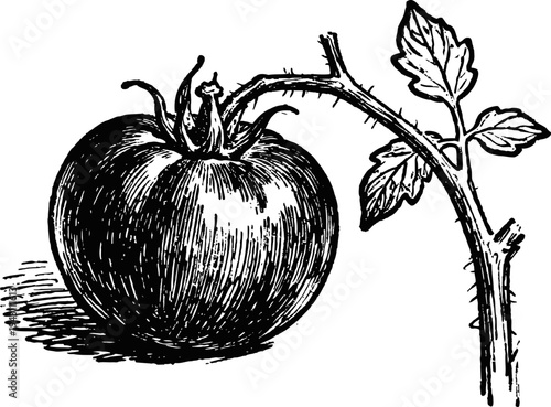 Vintage botanical illustration of a ripe tomato fruit with vine and leaves