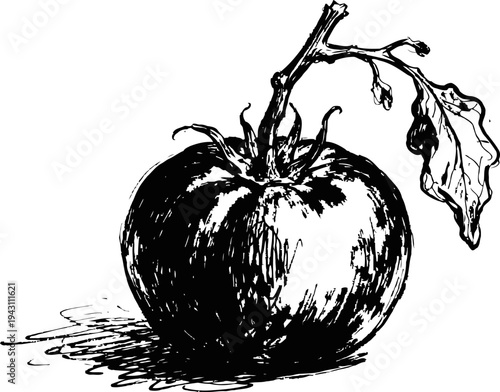 Detailed hand drawn illustration of a ripe tomato with stem and leaf in vintage engraving