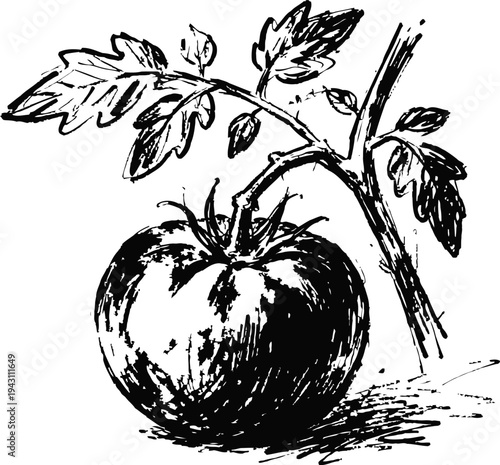 Vintage black and white illustration of ripe tomato on vine with leaves and stem