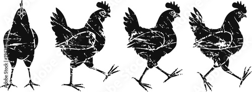 Chicken silhouette set walking and standing in different poses farm poultry bird illustrations