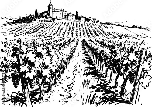 vineyard landscape with rows of grapevines leading to rustic farmhouse and tall cypress trees under clear sky