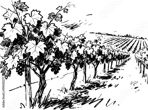 Black and white vineyard illustration showing grapevines growing in neat rows in a rural landscape