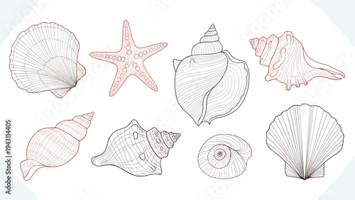 Detailed line drawings of various seashell types and a starfish shown in a collection of marine-inspired illustrations for design.