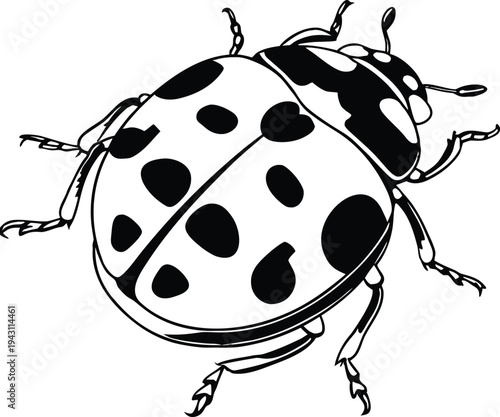 vector illustration of a ladybug