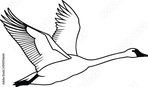 vector illustration of a flying bird