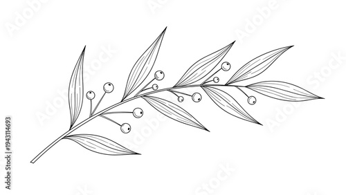 Delicate line drawing of an olive branch with leaves and small fruits in a classical botanical illustration style for Mediterranean themes.
