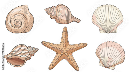 Collection of various sea shells and a starfish in natural colors for coastal and maritime themed design projects.