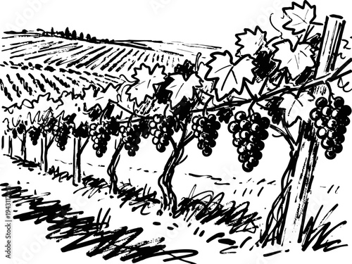 Grape vineyard with ripe bunches hanging from vines in cultivated farmland landscape