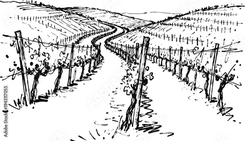 vineyard landscape sketch with grapevines and winding dirt path through hills