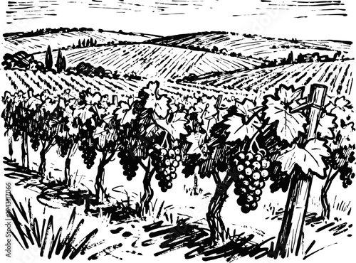Vineyard with grapevines and grape clusters growing in rows on rolling hills countryside landscape