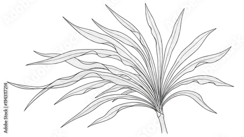 Artistic line drawing of a plant with many long thin wavy leaves radiating from a central stem base on white background.