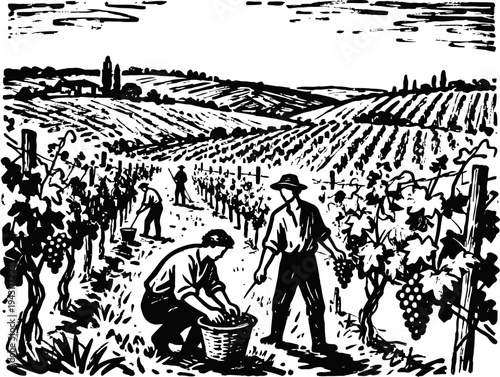 Farmers harvesting grapes in vineyard field with rolling hills and rural landscape