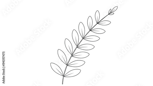 Detailed line drawing of a pinnate leaf branch with rounded leaflets and central veins on a plain background for art study.