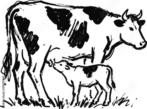 Cow and calf grazing together in pasture mother cow feeding calf with nature background