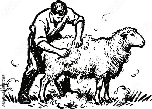 Sheep shearing process with farmer removing wool from sheep outdoors in field