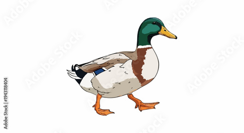 A charming illustration of a mallard duck walking with its head slightly tilted and eyes closed, showcasing its distinctive plumage