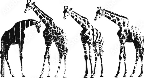 Four giraffes standing and feeding together in black and white silhouette