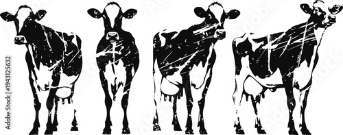 Black and white dairy cows silhouettes in different standing poses isolated on white background