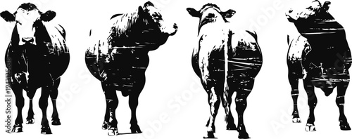 black and white silhouettes of cows showing different angles and poses for design and illustration