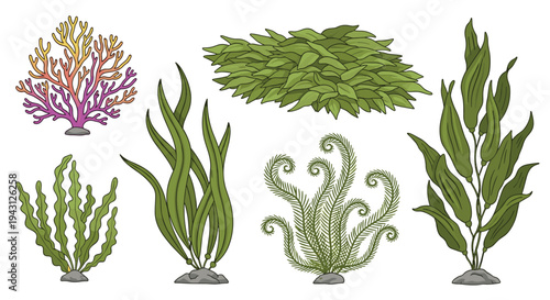 Detailed collection of various underwater sea plants, seaweed, and colorful corals isolated on a clean white background for design.