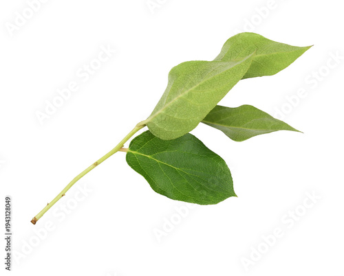 Closeup of fresh twig with green leaves isolated on white or transparent background.