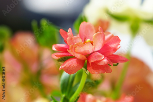 Foto Coral-pink Butterfly Ranunculus bloom with layered ruffled petals against a blurred garden background in sunlight
