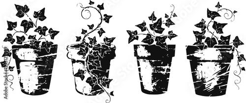 Potted ivy plants with trailing vines and leaves decorative houseplants in textured ceramic pots botanical indoor greenery illustration