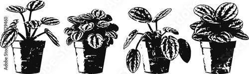 Black and white illustration of four potted houseplants with detailed leaves in simple containers