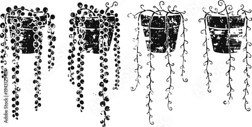 Hanging plants with cascading vines in decorative pots, indoor greenery and natural decoration