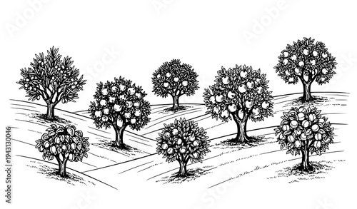 Black and white realistic vintage orchard vector with olive apple plum apricot trees
