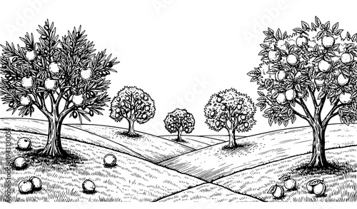 Vintage sketch vector of fruit tree grove on grassy hills in black and white