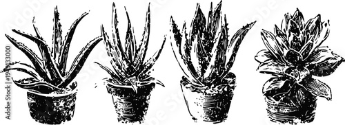 black and white sketch of four potted succulent plants with detailed leaves and textures