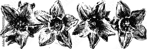 four vintage daffodil flowers in black and white, botanical floral illustration design