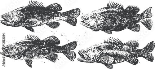 Four detailed black and white vintage fish illustrations with visible scales and fins