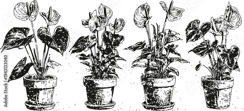 potted anthurium plants with heart shaped leaves and spadix flowers in vintage illustration