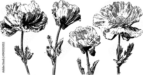 Vintage hand drawn poppy flower illustrations with detailed petals and stems in black ink