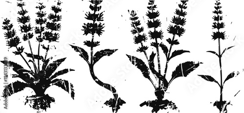 Black silhouette mint plants with stems and leaves isolated on white background botanical collection