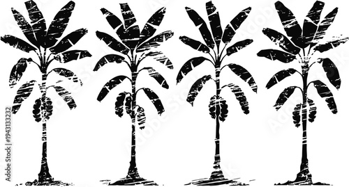 vintage banana tree illustrations four engraved banana plants with fruit clusters and large leaves botanical garden elements